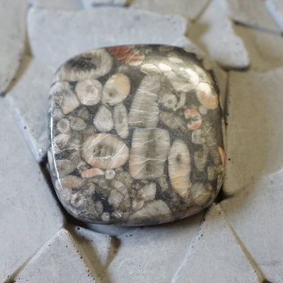 Fossil Jasper - Cabochon