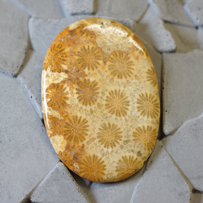 Fossil Coral - Cabochon