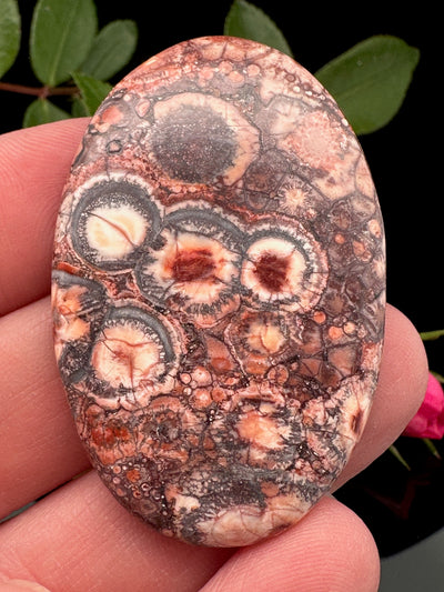 Bird's Eye Rhyolite Cabochon