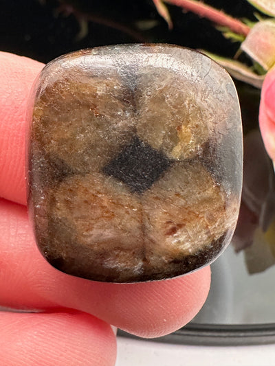 Chiastolite (andalusite) Cabochon