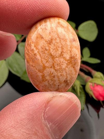 Fossil Coral Cabochon