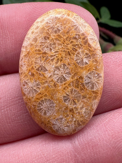 Fossil Coral Cabochon