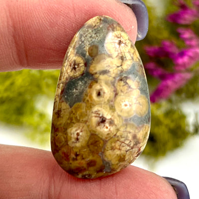 Astroid Jasper - Cabochon