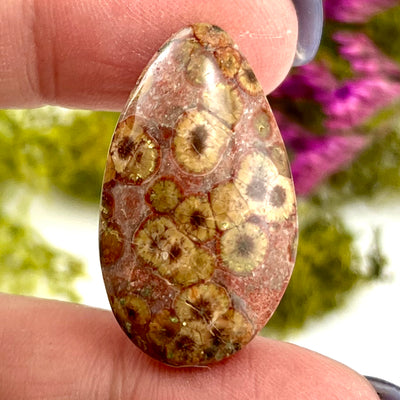 Astroid Jasper - Cabochon